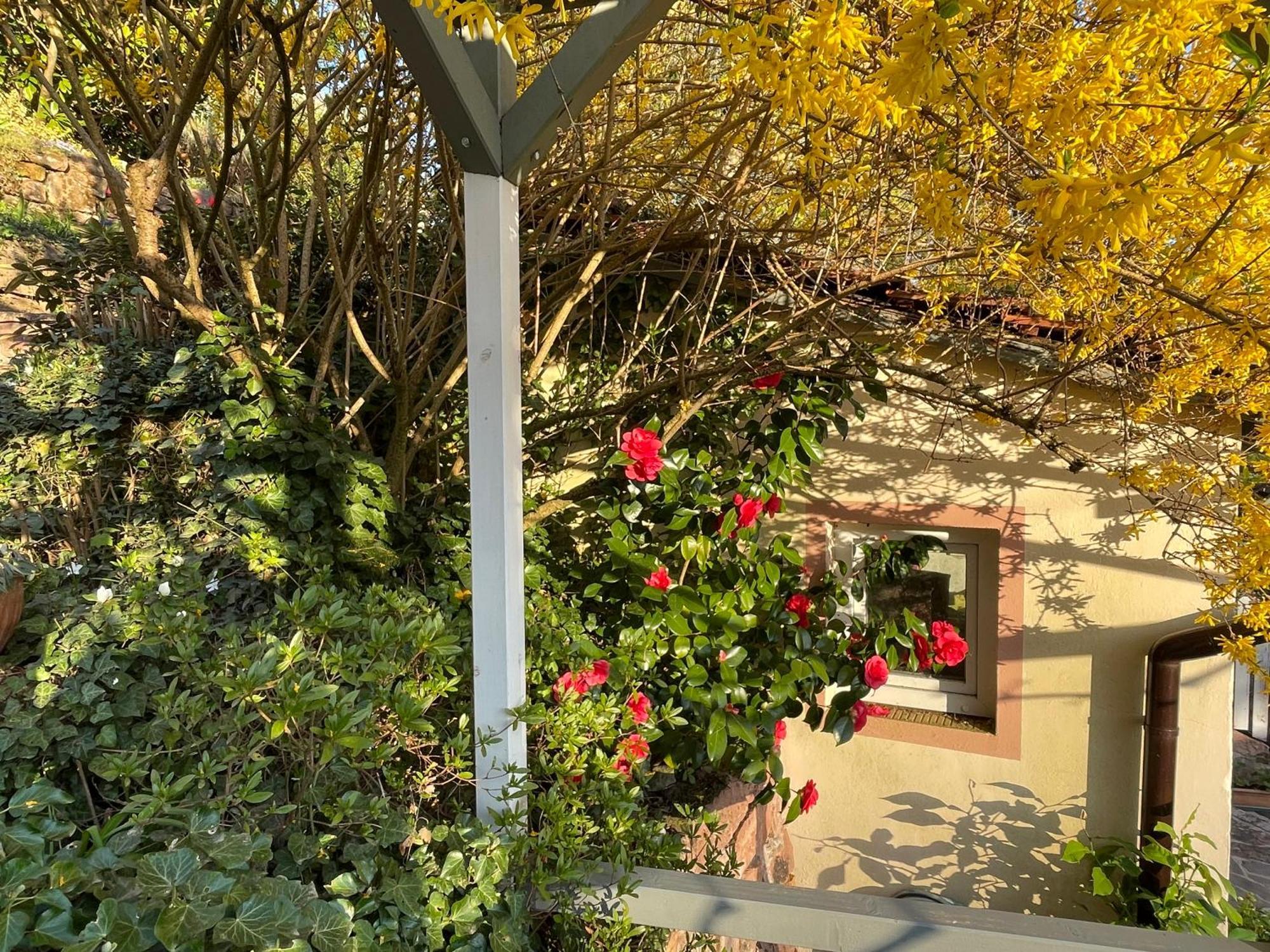 היידלברג Am Berggarten מראה חיצוני תמונה